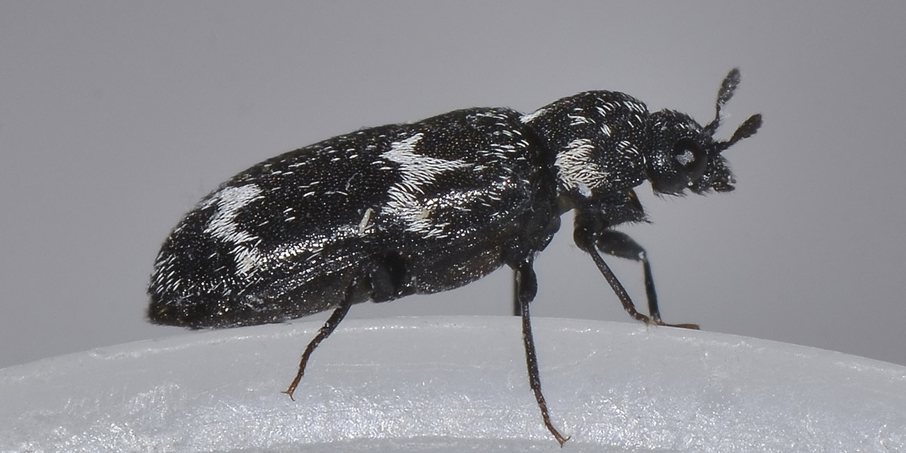 Megatoma undata, Dermestidae